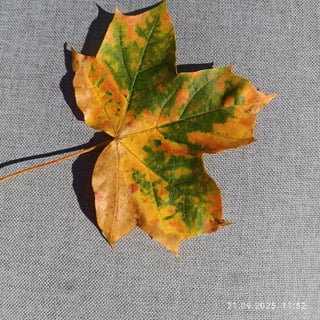 Dorota  profile picture