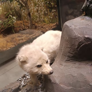 Kleopatra profile picture