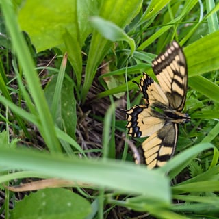 Nana profile picture