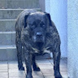 Konrad profile picture